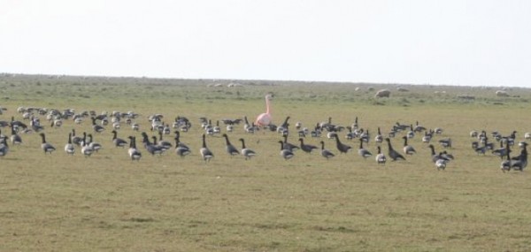 LES OISEAUX EN BAIE DU MONT SAINT MICHEL (1/3)